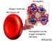 hemoglobin.jpg